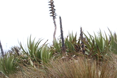 Puya nitida