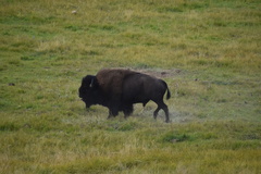 Bison bison bison