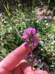 Sidalcea