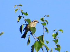 Pheucticus ludovicianus