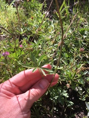 Sidalcea