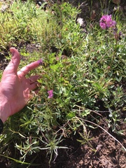 Sidalcea