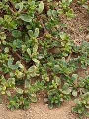 Portulaca