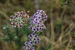 Linochilus phylicoides