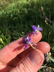Delphinium