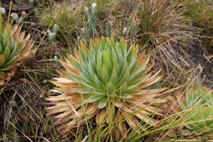 Paepalanthus