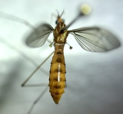 Nephrotoma
