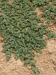 Euphorbia serpens