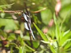 Libellula luctuosa