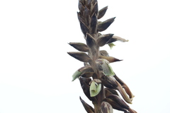 Puya nitida