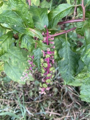 Phytolacca americana