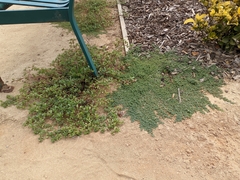 Euphorbia serpens