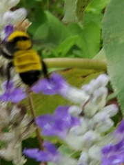 Bombus sonorus