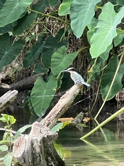 Chloroceryle americana