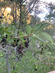 Prunus virginiana