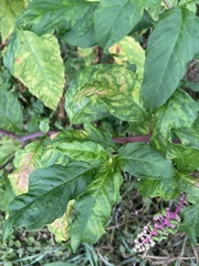 Phytolacca americana