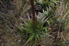 Puya nitida