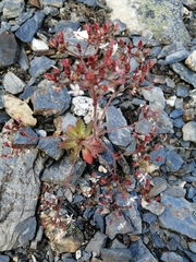 Micranthes ferruginea