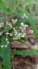 Tripogandra serrulata