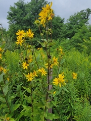 Helianthus strumosus