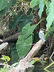 Chloroceryle americana