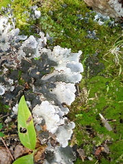 Peltigera canina