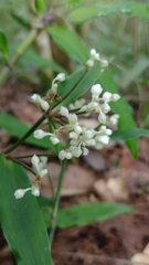 Tripogandra serrulata