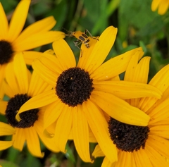 Chauliognathus pensylvanicus