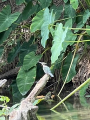 Chloroceryle americana