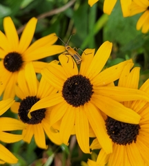 Chauliognathus pensylvanicus