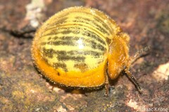 Nilioninae