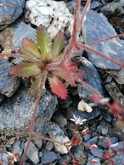 Micranthes ferruginea