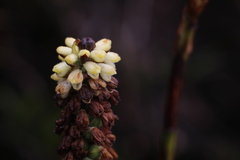 Gomphichis