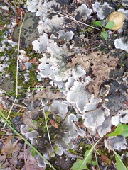 Peltigera canina