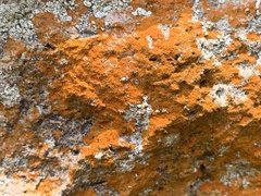 Teloschistaceae