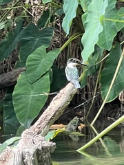 Chloroceryle americana