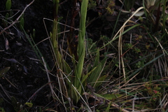 Gomphichis
