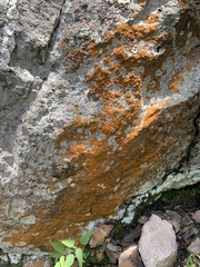 Teloschistaceae