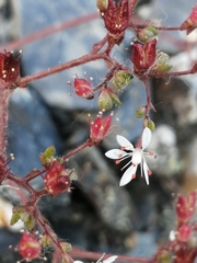 Micranthes ferruginea