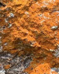 Teloschistaceae