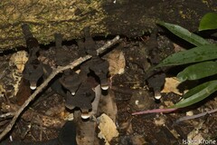 Fungi