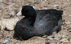 Fulica americana