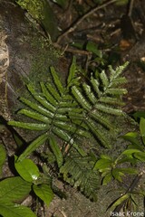 Hymenophyllaceae