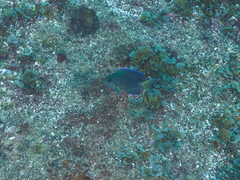 Pomacentrus coelestis