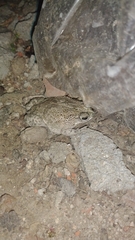 Rhinella granulosa