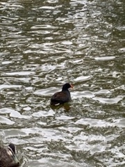 Gallinula tenebrosa