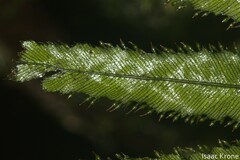Hymenophyllaceae