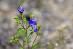 Trichostema dichotomum