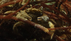 Telmessus cheiragonus