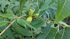 Carya illinoinensis